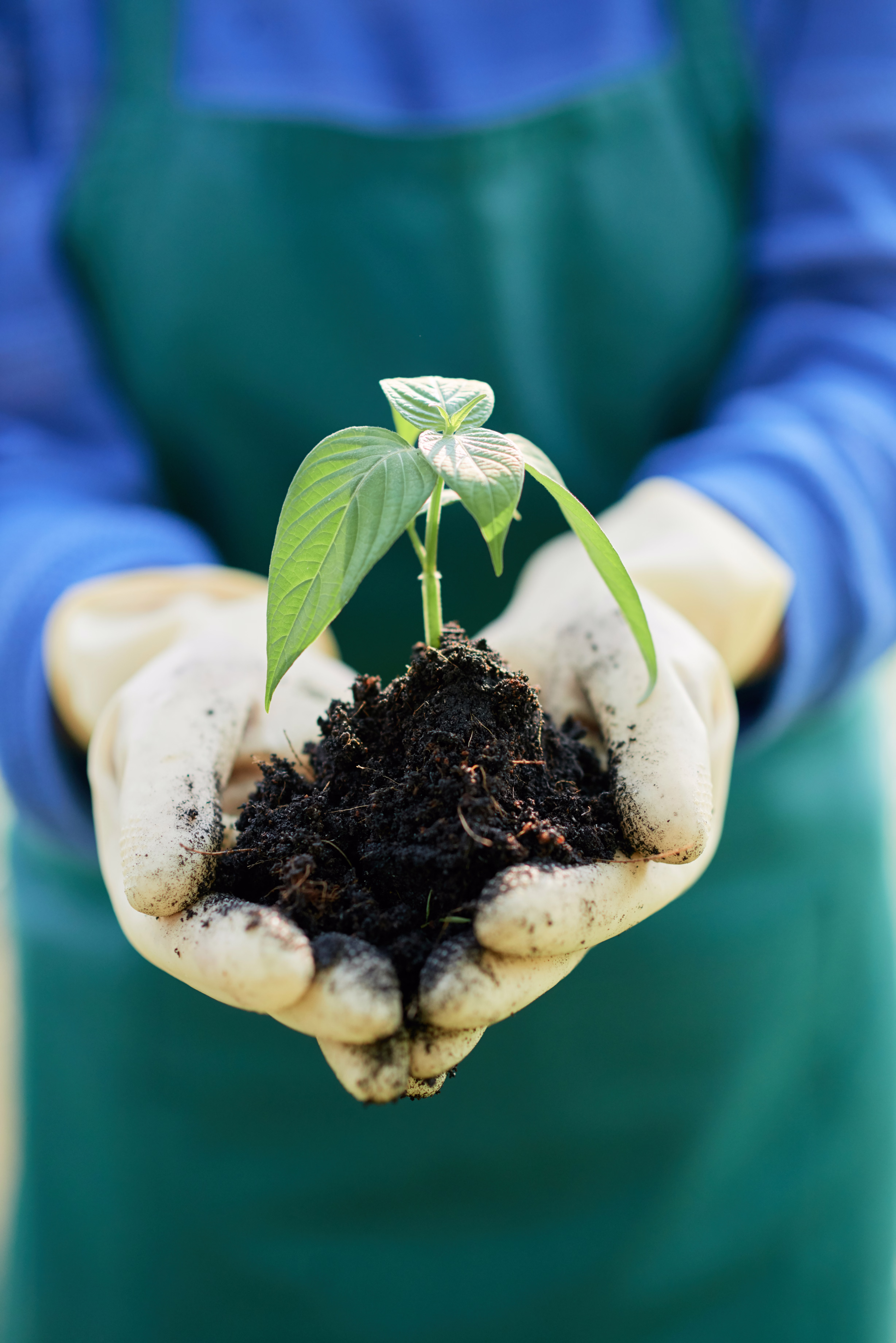 Healthy seedling in soil