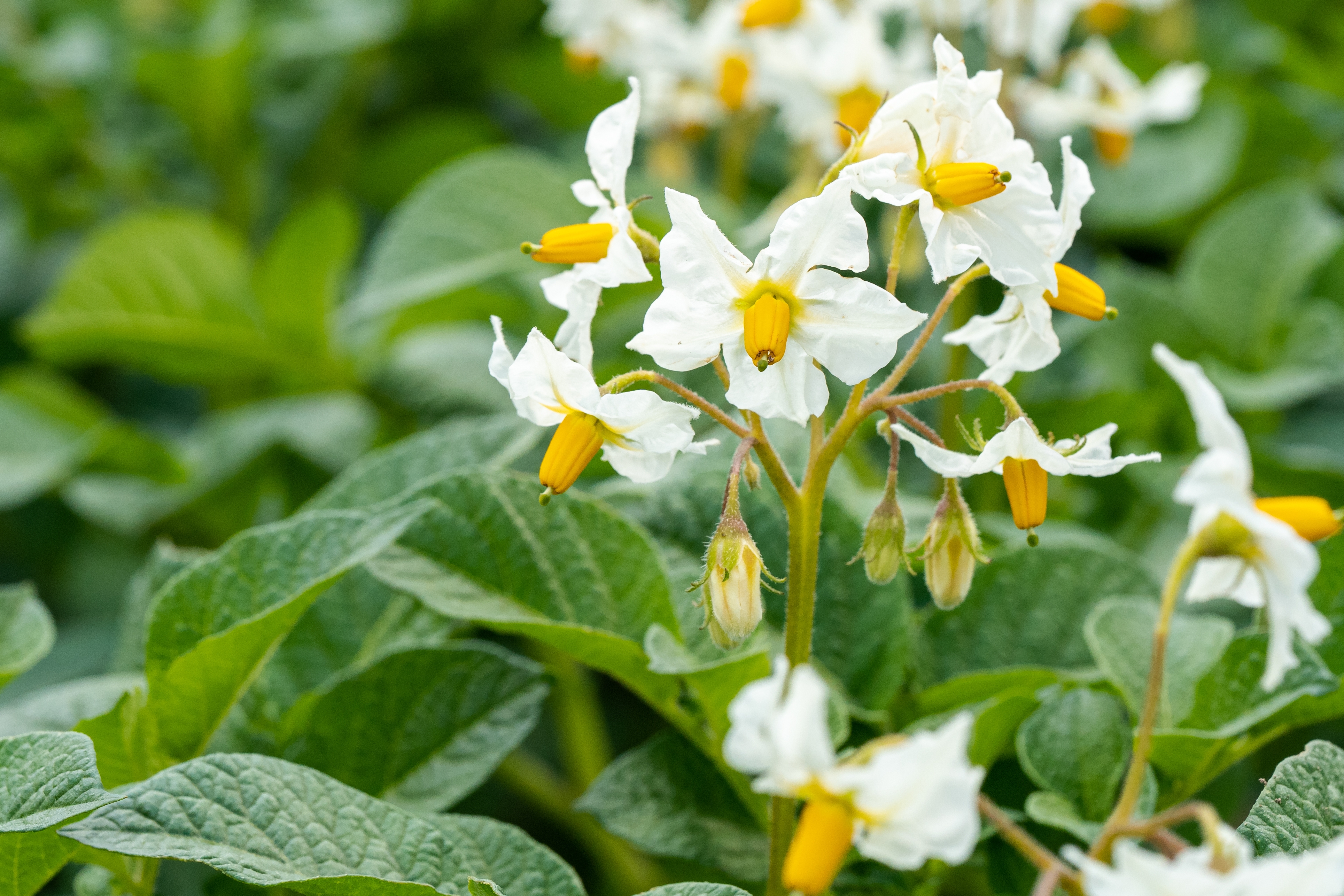 Flowering