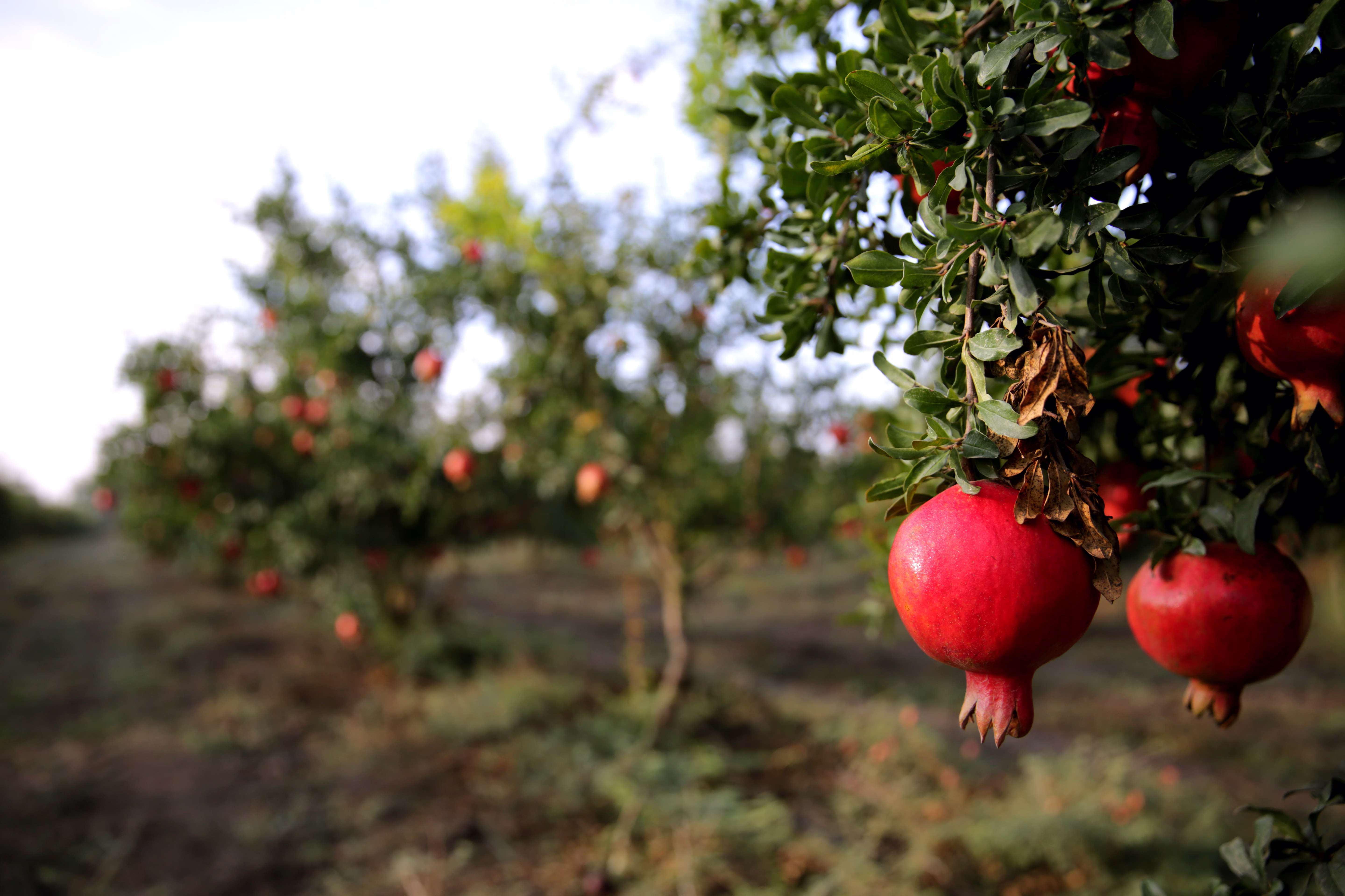 Fruit development
