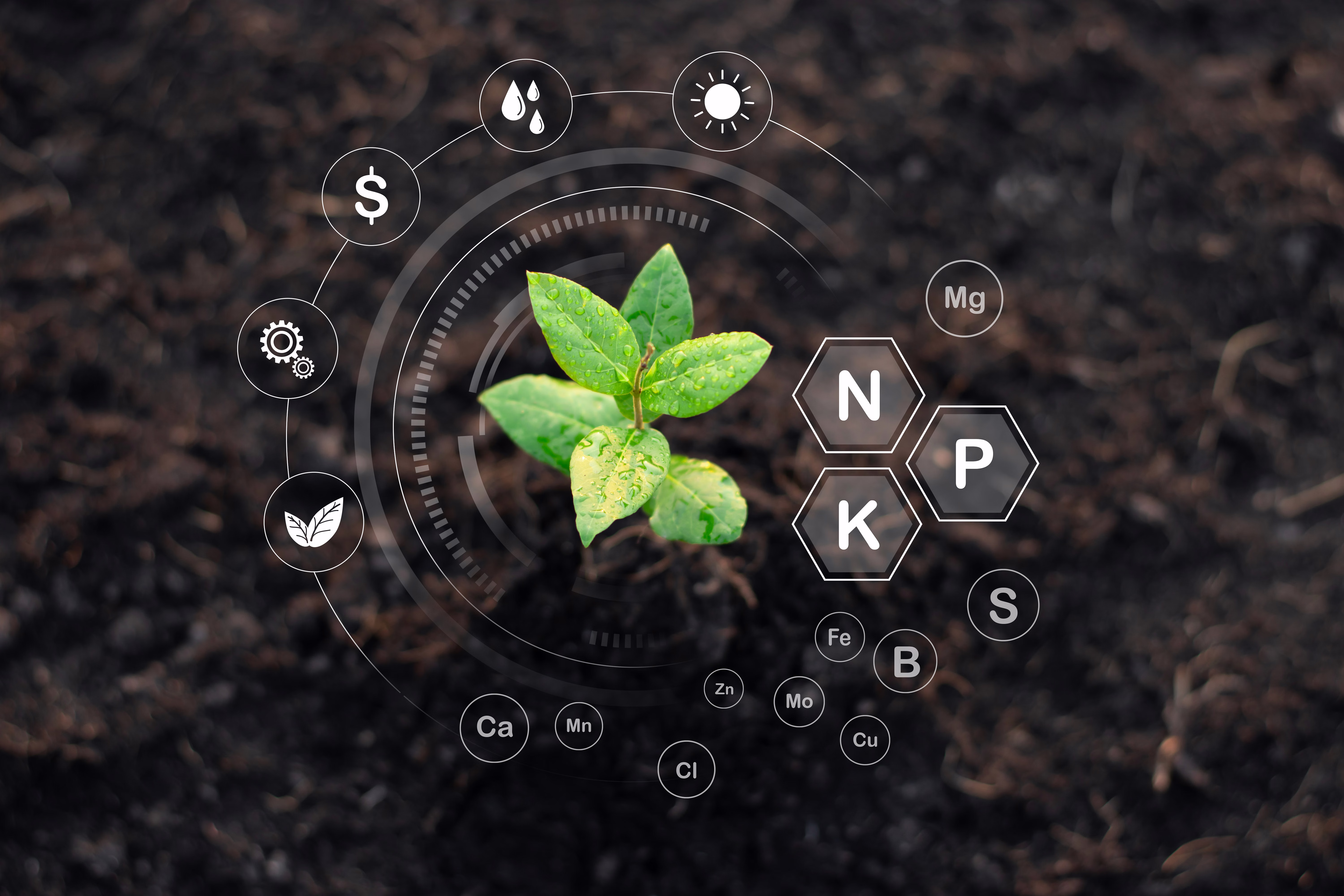 Plant nutrition
