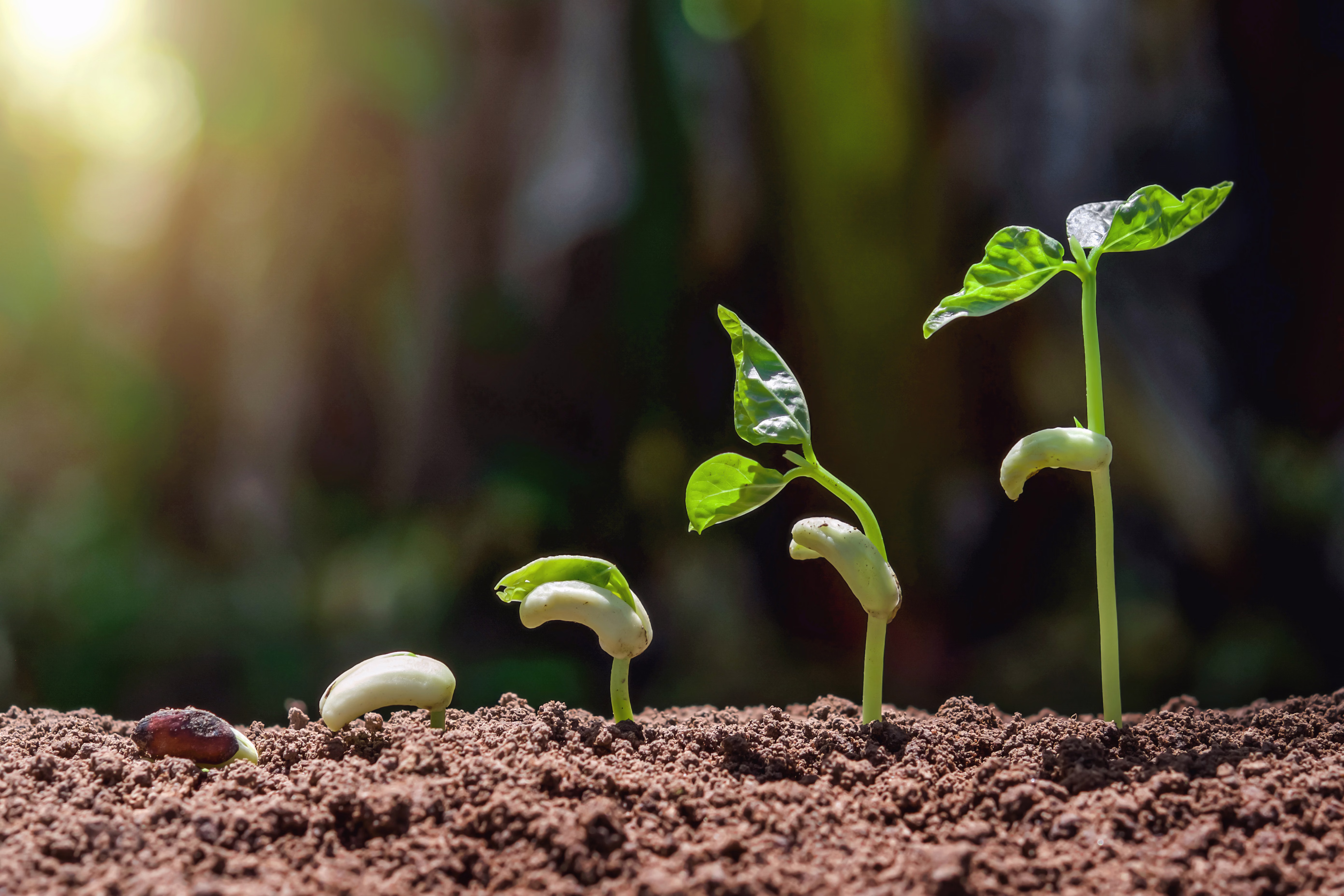 Vegetative growth
