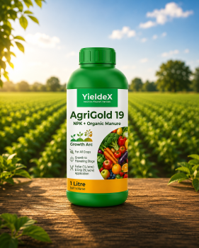 AgriGold 19